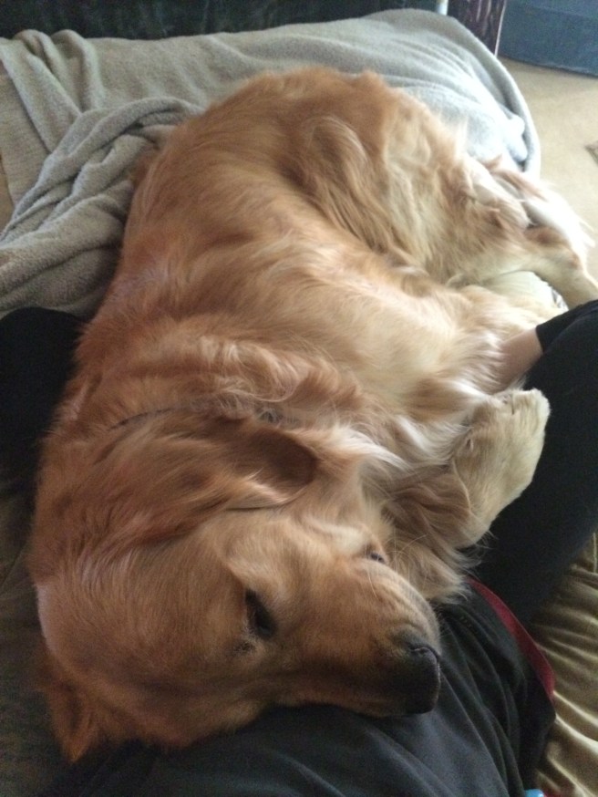 "It's tiring being so perfect! Thankfully mommy lets me be her lap dog..." -Paddy 